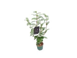 Camellia japonica "Nuccio's gem​"