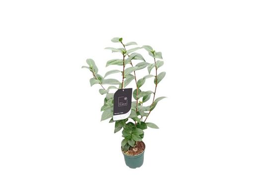 Camellia japonica "Nuccio's gem​"