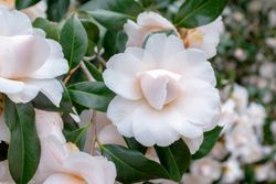 Camellia japonica "Nuccio's gem​"