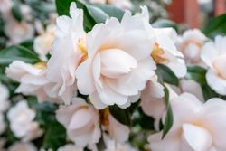 Camellia japonica "Nuccio's gem​"