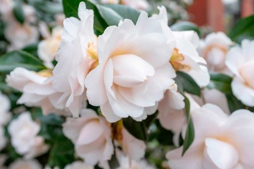 Camellia japonica "Nuccio's gem​"