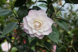 Camellia japonica "Nuccio´s pearl"
