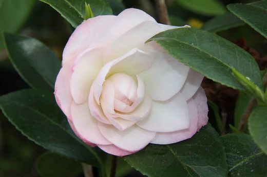 Camellia japonica "Nuccio´s pearl"