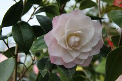 Camellia japonica "Nuccio´s pearl"