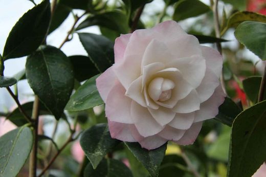 Camellia japonica "Nuccio´s pearl"