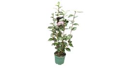 Camellia japonica "Nuccio´s pearl"