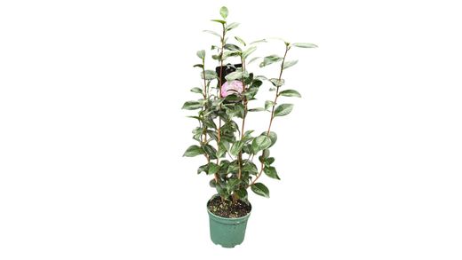 Camellia japonica "Nuccio´s pearl"