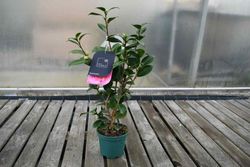 Camellia japonica "Scentsation"
