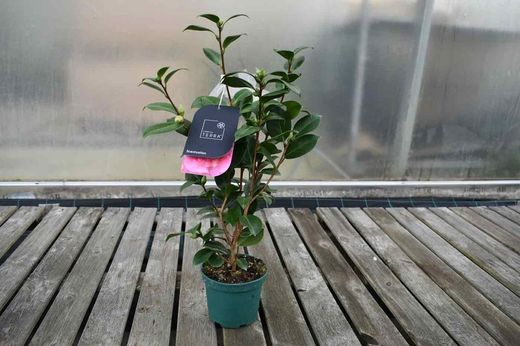 Camellia japonica "Scentsation"