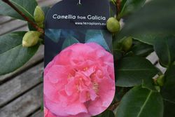 Camellia japonica "Scentsation"
