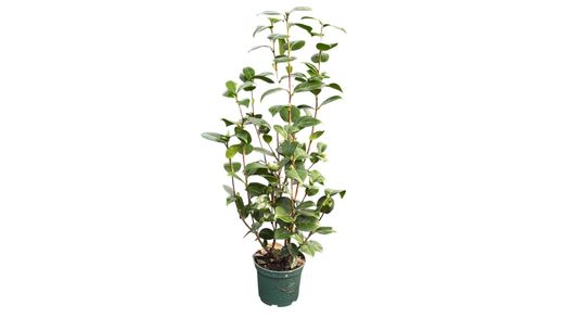 Camellia japonica "Scentsation"