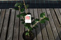 Camélia japonesa "Shuchuka"