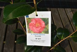 Camélia japonesa "Shuchuka"