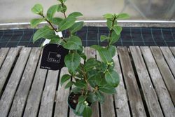 Camellia japonica "Eu uso otome"