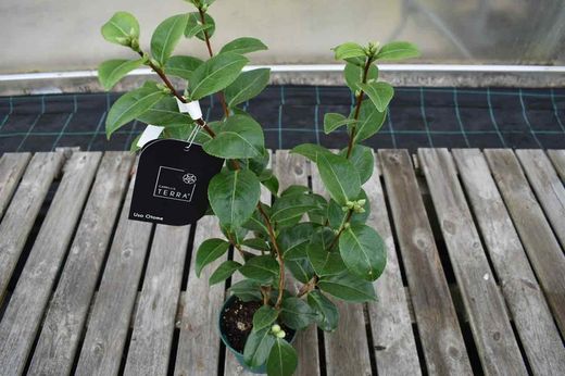 Camellia japonica "Eu uso otome"