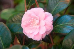 Camellia japonica "Eu uso otome"