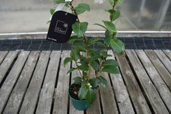 Camellia japonica "Eu uso otome"