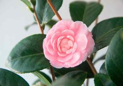 Camellia japonica "Eu uso otome"