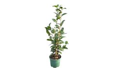 Camellia japonica "Eu uso otome"