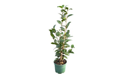 Camellia japonica "Eu uso otome"