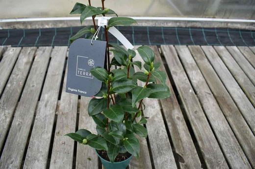 Camellia japonica "Virginia franco"
