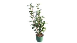 Camellia japonica "Virginia franco"