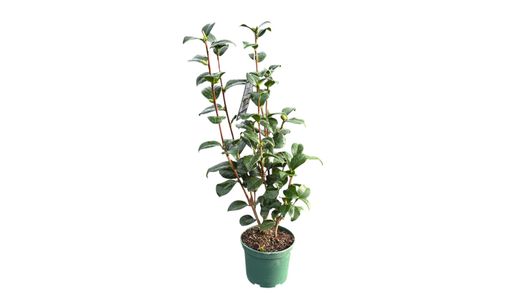 Camellia japonica "Virginia franco"