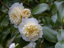 Camellia williamsii "Jury's Yellow"