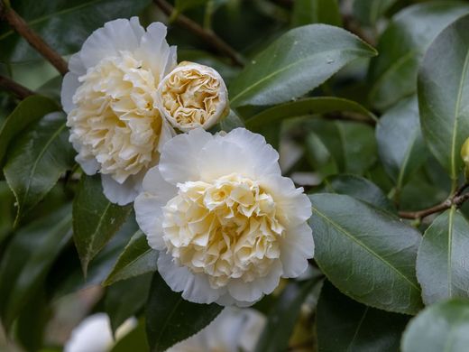 Camellia williamsii "Jury's Yellow"