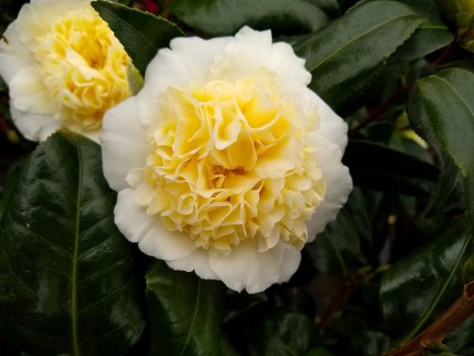 Camellia williamsii "Jury's Yellow"