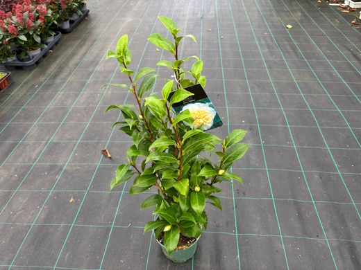 Camellia williamsii "Jury's Yellow"