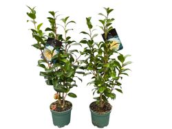 Camellia williamsii "Jury's Yellow"