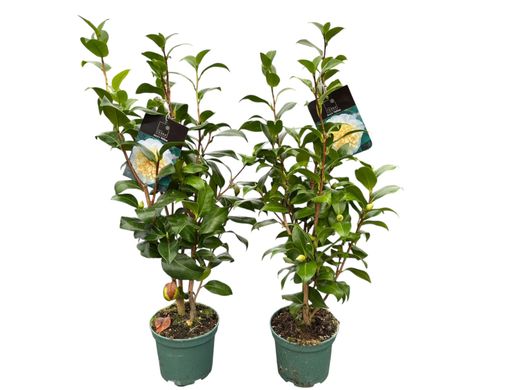Camellia williamsii "Jury's Yellow"