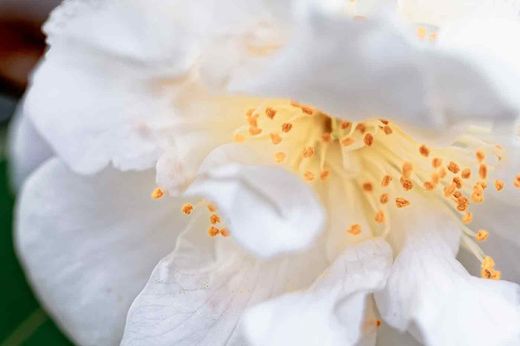 Camellia x hybrida "Scentuous"