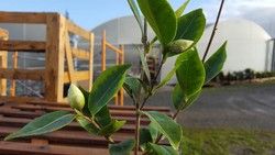 Camellia x hibrido Buttermint