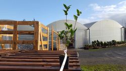 Camellia x hibrido Buttermint