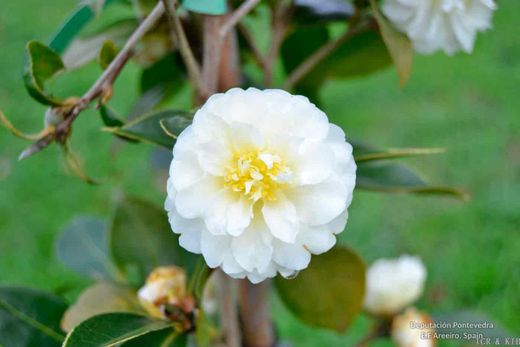 Camellia x hibrido Buttermint