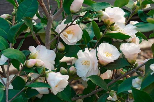 Camellia x hibrido Spring mist