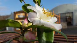 Camellia x hibrido Spring mist