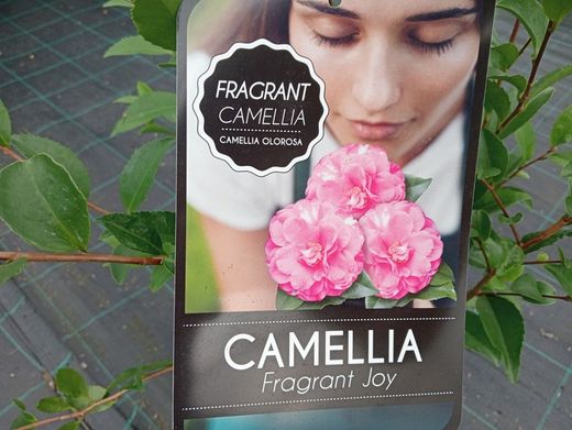 Camellia x hybrida Fragrant Joy