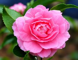 Camellia x hybrida Fragrant Joy