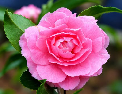Camellia x hybrida Fragrant Joy