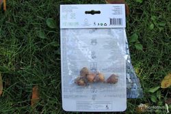 Campanilla de invierno blanca. Galanthus nivalis