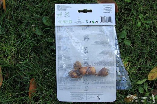 Campanilla de invierno blanca. Galanthus nivalis