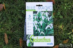 Campanilla de invierno blanca. Galanthus nivalis