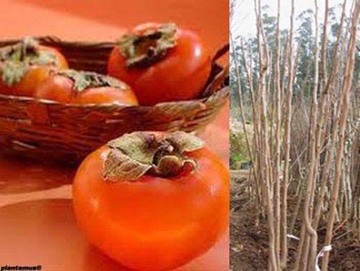 Kaki rouge vif, Diospyros kaki