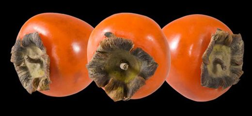 Caqui rojo brillante, Diospyros kaki