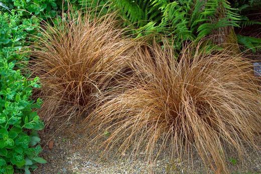 Carex comans bronze