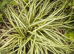 Carex oshimensis "Evergold"
