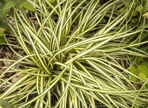 Carex oshimensis "Evergold"